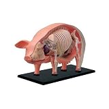 3D Pig Anatomy Puzzle