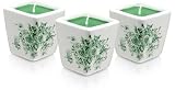 Lily of the Valley by Woods of Windsor