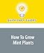 Image of How To Grow Mint Plants