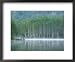 Scots Pine Woodland, Scotland Framed Art Poster Print by Iain Sarjeant, 22x18