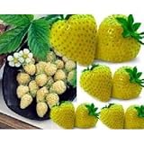 不思議なイエローイチゴ 10粒