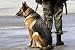 Wallmonkeys Peel and Stick Wall Decals - Working Dog - Removable Graphic