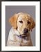 Portrait of Labrador Retriever Collections Framed Photographic Poster Print by Bruce Ando, 30x38