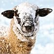 sheep shelter