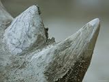 Close-Up View of a White Rhino's Muddy Horns, Henry Doorly Zoo, Nebraska Photographic Poster Print by Joel Sartore, 16x12