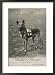 Malinois (Belgian Shepherd Dog) Trained for Work as a French Red Cross Dog Framed Photographic Poster Print, 22x29
