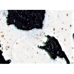 Cinelli Cork Road Bicycle Handlebar Tape - Splash