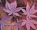 Fireglow Red Japanese Maple - 1 Year Graft