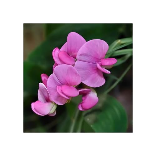 Pink Sweet Pea Perennial Flower Seeds pink sweet pea flower seeds
