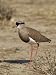 Crowned Plover (Vanellus Coronatus), Kgalagadi Transfrontier Park, South Africa, Afri...