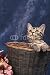 Wallmonkeys Peel and Stick Wall Decals - Chat American Shorthair - Removable Graphic