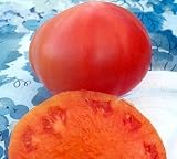 Kellogg's Breakfast Tomato 30 Seeds -Orange - Heirloom