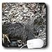 WhiteOak Photography Animal Prints - A male Bobcat - Mouse Pads