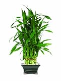 Brussels Lucky Bamboo, Pyramid 3 Layer 41ZuiYmruFL. SL160 Brussels Lucky Bamboo, Pyramid 3 Layer