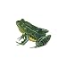 Wild Life Animals Wall Sticker Mural Frog