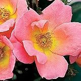 Rose Bush - Rosa Rainbow Knock Out PP#17,346