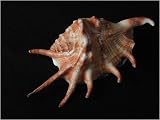 Spider Shell