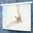 Matte White: Targa Electric Screen - 16:9 Format Size: 16:10 67