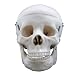 Kitchen & Housewares : Adults plastic skull, size 1:1