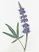 Close-Up of Chaste Tree Flowers (Vitex Agnus-Castus) Photographic Poster Print, 12x16