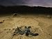 Baby Leatherback Turtle Scurrying For Waters' Safety After Hatching Photographic Post...