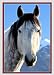 Grey Horse Boxed Holiday Cards - 5" X 7" - Box Of 12 Cards