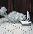 2-Meal Electronic Feeder