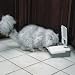 2-Meal Electronic Feeder