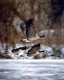 Canada Geese (In Flight) Art Poster Print - 16" X 20"