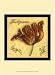 Tempting Tulips II - Art Print Poster 9.5 x 1