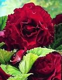 Amazon / Hirts: Bulb; Begonia: Double Dark Red Prima Donna Begonia 1 Bulb
