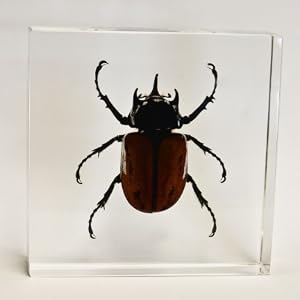 Real Five Horned Rhino Beetle in Acrylic Block