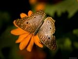 IMAGE OF White Peacock Butterfly at the Lincoln Children's Zoo, Nebraska Stretched Canvas Poster Print by Joel Sartore, 24x32