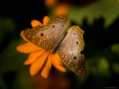 White Peacock Butterfly at the Lincoln Children's Zoo, Nebraska Stretched Canvas Poster Print by Joel Sartore, 24x32