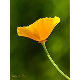 Blumen-Wandbild: Gelber Goldmohn als Kunstdruck / Fotoprint im Format 60cm x 45cmvon "NatureToPrint"