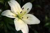 Lovely White Oriental Lilies, Wholesale Box of 120