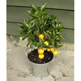 Dwarf Orange Tree 40cm