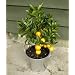 Dwarf Orange Tree 40cm