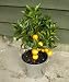 Dwarf Orange Tree 45cm