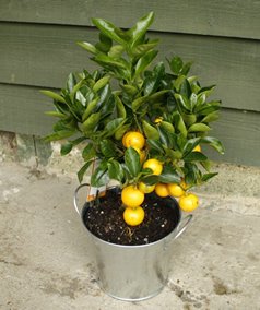 Dwarf Orange Tree 45cm