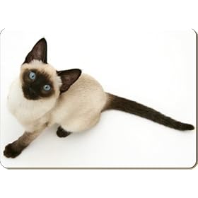 SIAMESE CAT with BLUE EYES Set of 4 Place Mats
