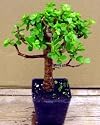 Mini Jade Plant Bonsai Starter Plant -Portulacaria afra