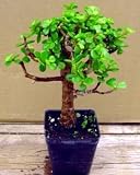 Mini Jade Plant Bonsai Starter Plant-Portulacaria afra