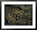 Yawning Four-Month-Old Leopard Cub with its Sleeping Sibling National Geographic Collection Framed Art Poster Print by Kim Wolhuter, 31x25