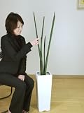 光触媒 観葉植物 サンセベリア 125cm