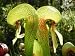 10 CARNIVOROUS COBRA LILY (California Pitcher Plant) Darlingtonia Californica Flower Seeds
