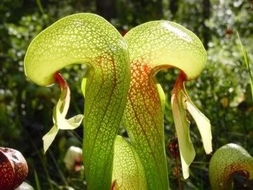 10 CARNIVOROUS COBRA LILY (California Pitcher Plant) Darlingtonia Californica Flower Seeds