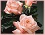 Barbara Bush (Rosa Hybrid Tea) - Bare Root Rose