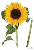 Brewster Plage PL160393 Peel & Stick Sunflower European Wall Decals