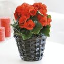 Flowers by Post - Red Begonia Basket